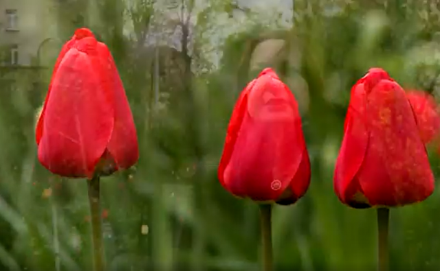 Изображение трёх красных тюльпанов с проявляющимся женским лицом на заднем плане